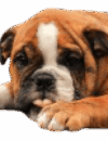 Owners Image