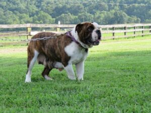 Beauty, our English Bulldog dam at Brubackers Beloved Bulldogs