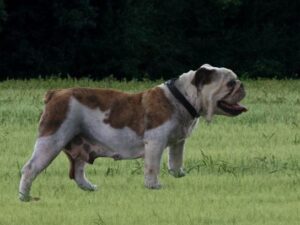 Keeper, our English Bulldog dam at Brubackers Beloved Bulldogs