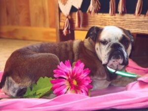 Tabitha, our English Bulldog dam at Brubackers Beloved Bulldogs