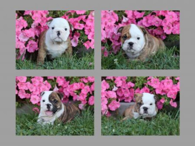 The Gator-Beauty English Bulldog litter — English Bulldog puppies at Brubackers Beloved Bulldogs in Kentucky.