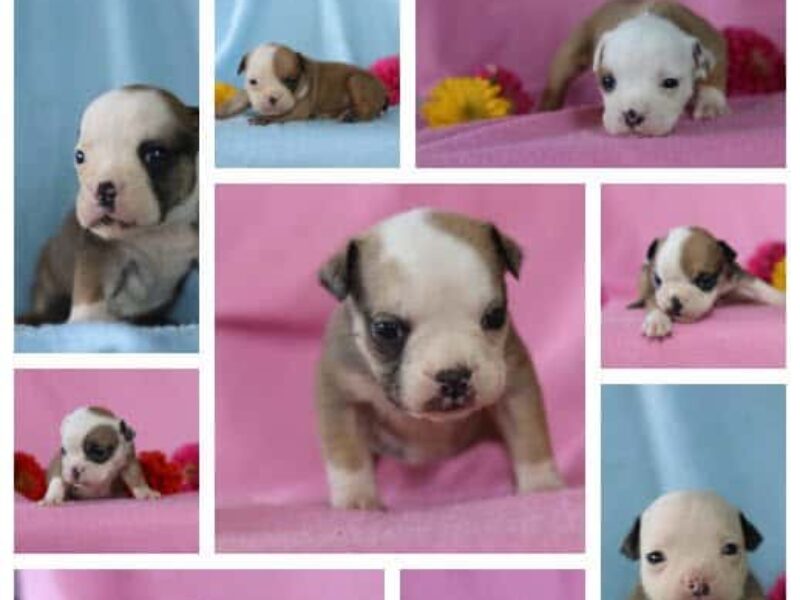 The Gator-Dianthus English Bulldog litter — English Bulldog puppies at Brubackers Beloved Bulldogs in Kentucky.