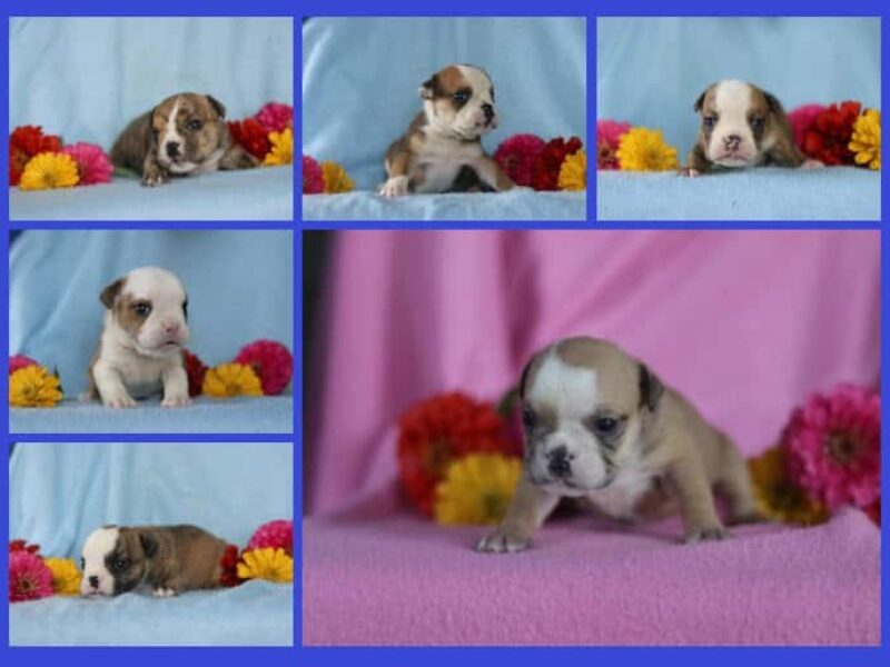 The Gator-Rolanda English Bulldog litter — English Bulldog puppies in Kentucky.