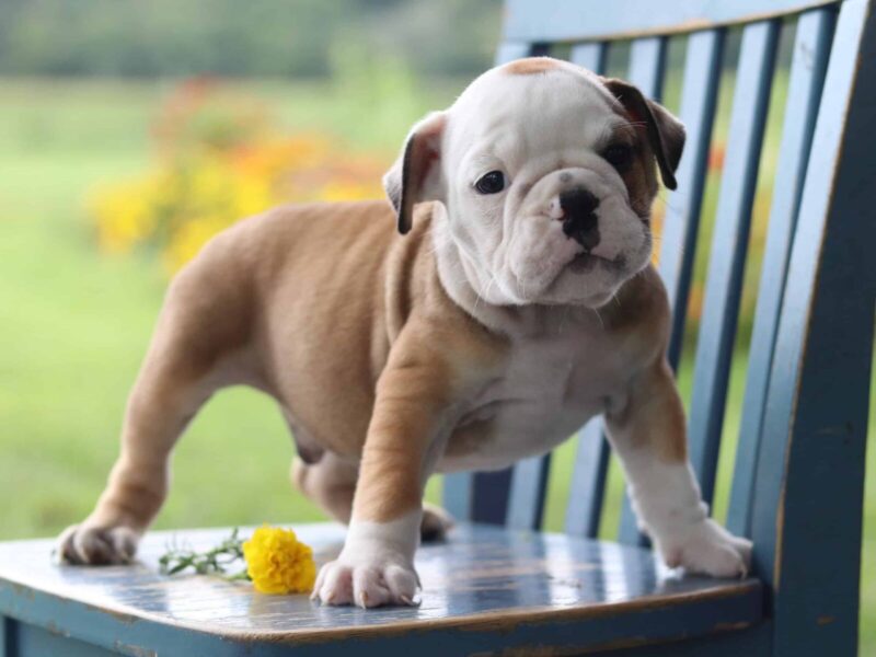 Beneath Burr Oak, a English Bulldog puppy at Brubackers Beloved Bulldogs in Kentucky.