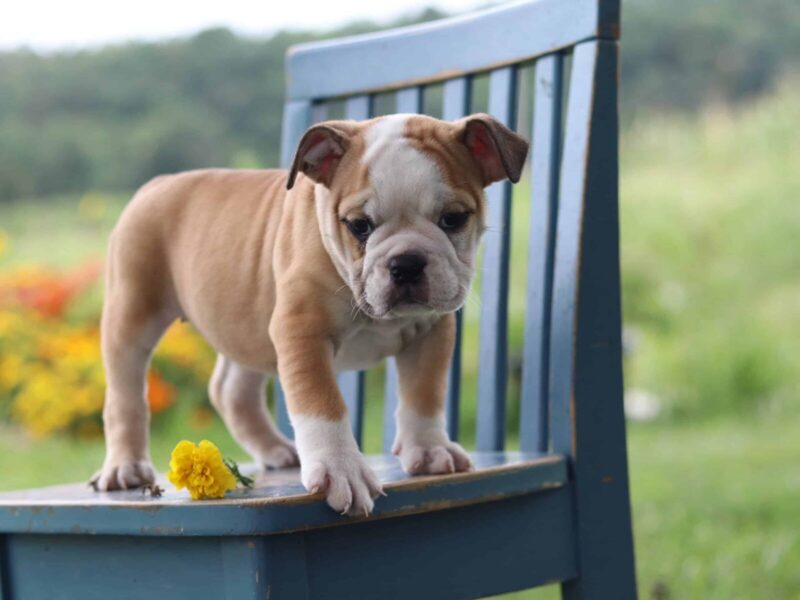 Bubbling Spring, a English Bulldog puppy at Brubackers Beloved Bulldogs in Kentucky.
