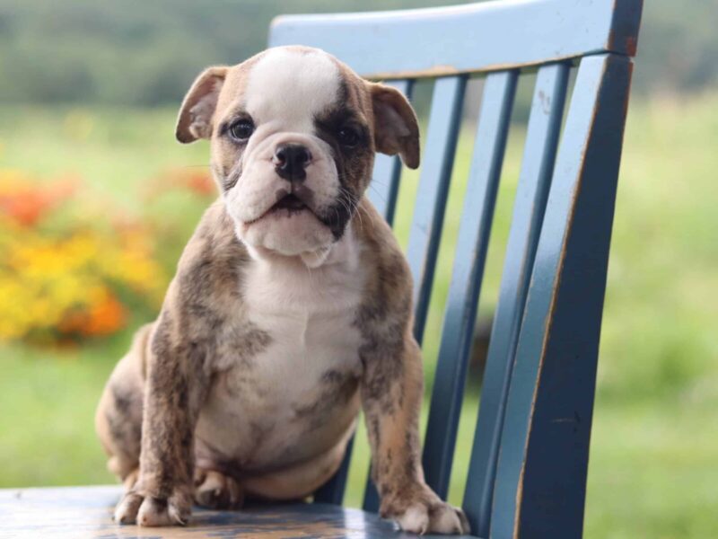 Conquest Cruise, a English Bulldog puppy at Brubackers Beloved Bulldogs in Kentucky.