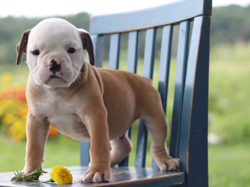 Kayaking Rapids, a English Bulldog puppy at Brubackers Beloved Bulldogs in Kentucky.