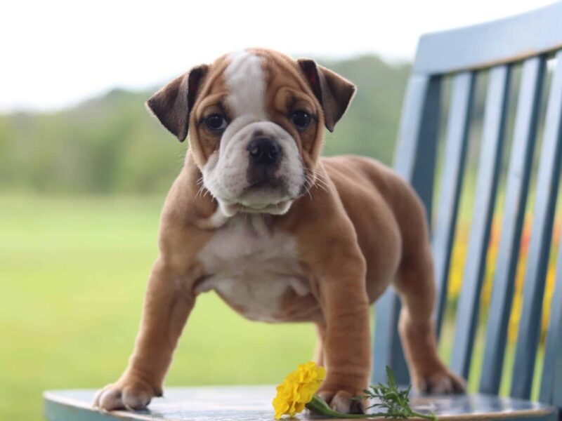 Meadow Lark, a English Bulldog puppy at Brubackers Beloved Bulldogs in Kentucky.