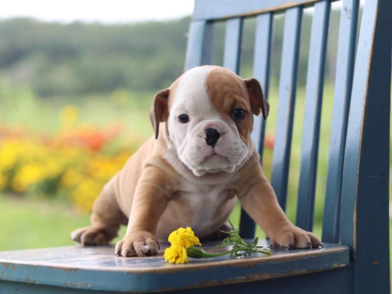 Pocket Gopher, a English Bulldog puppy at Brubackers Beloved Bulldogs in Kentucky.