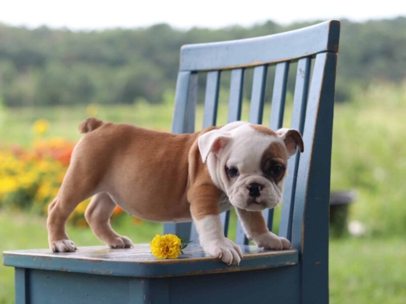 Preparing to Soar, a English Bulldog puppy in Kentucky.