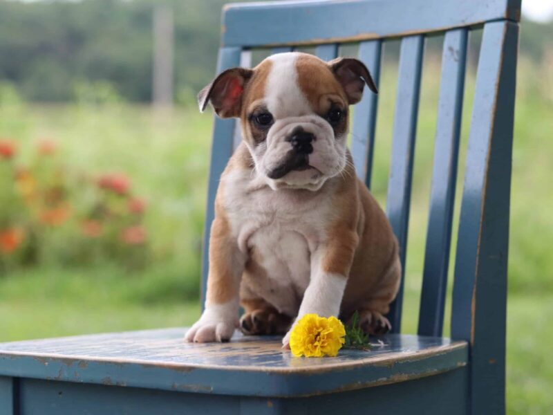 Settling the Dust, a English Bulldog puppy at Brubackers Beloved Bulldogs in Kentucky.