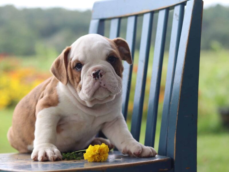 Triump Twister, a English Bulldog puppy at Brubackers Beloved Bulldogs in Kentucky.