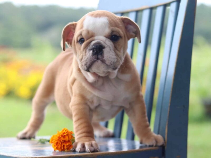 Victorious Voyage, a brown & white English Bulldog puppy in Kentucky.
