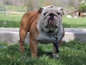 Gator, our English Bulldog sire at Brubackers Beloved Bulldogs