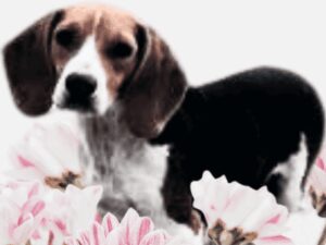 Lil-Ann, our Beagle dam at Brubackers Beloved Bulldogs