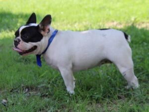 Rachelle, our French Bulldog dam at Brubackers Beloved Bulldogs
