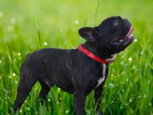Tanker, our French Bulldog sire at Brubackers Beloved Bulldogs