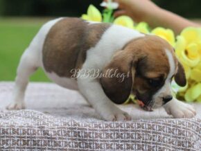 Photo of Lacey