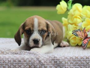 Photo of Lacey