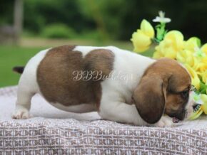 Photo of Lacey