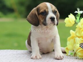 Photo of Lacey