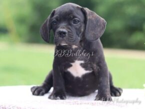 Photo of Luther