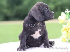 Photo of Luther