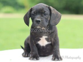 Photo of Luther