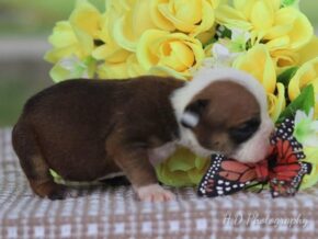 Photo of Chester