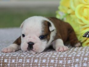 Photo of Chloe