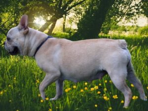 Willow, our French Bulldog dam at Brubackers Beloved Bulldogs