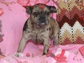Photo of Blossom Wilda