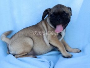 Photo of Kirby