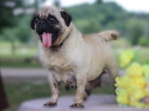 Korky, our Pug dam at Brubackers Beloved Bulldogs