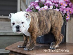 Photo of Cora