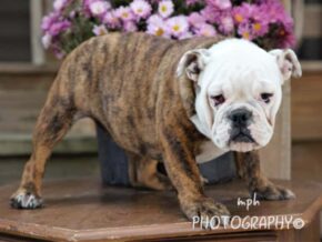 Photo of Cora