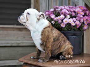 Photo of Cora