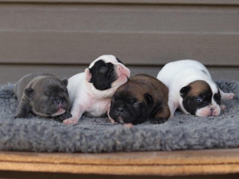 Tanker-Rachelle French Bulldog image