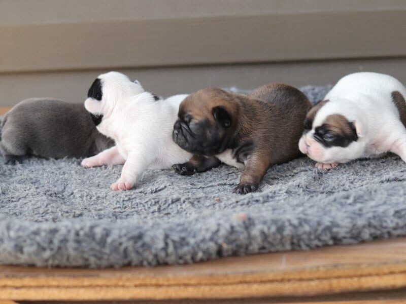 Tanker-Rachelle French Bulldog image