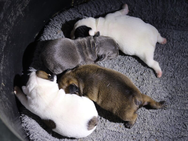 Tanker-Rachelle French Bulldog image