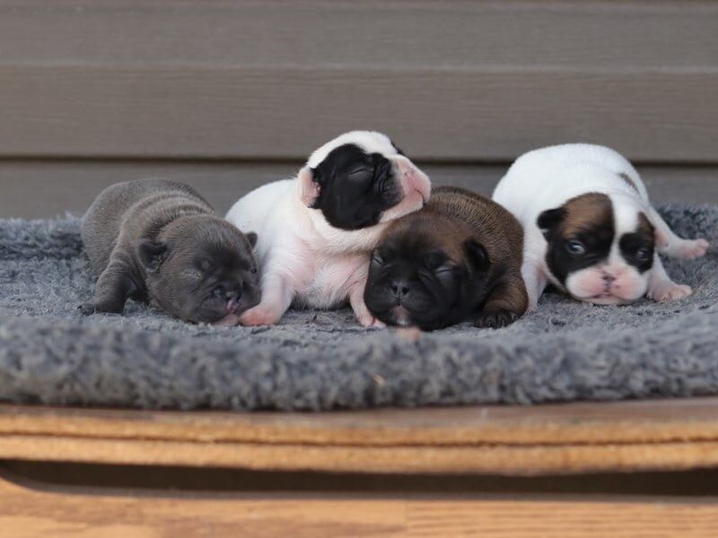 Tanker-Rachelle French Bulldog image