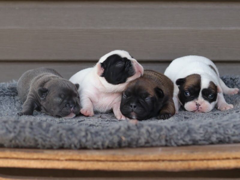 Tanker-Rachelle French Bulldog image