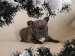 Photo of Midnight