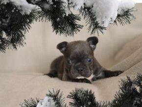 Photo of Midnight
