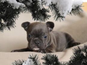 Photo of Midnight