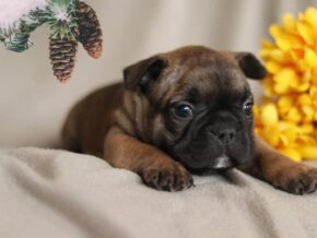 Photo of Twinkle