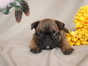 Photo of Twinkle