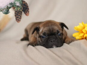 Photo of Twinkle