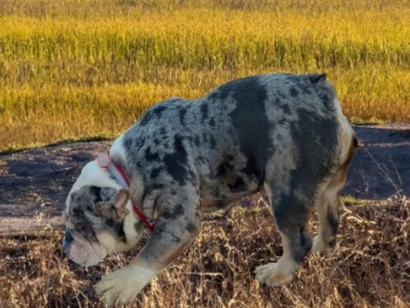 Gypsy Cole, our English Bulldog sire at Brubackers Beloved Bulldogs in Kentucky.