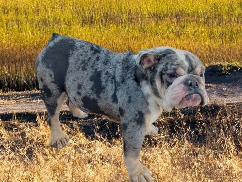Gypsy Cole, our English Bulldog sire at Brubackers Beloved Bulldogs in Kentucky.